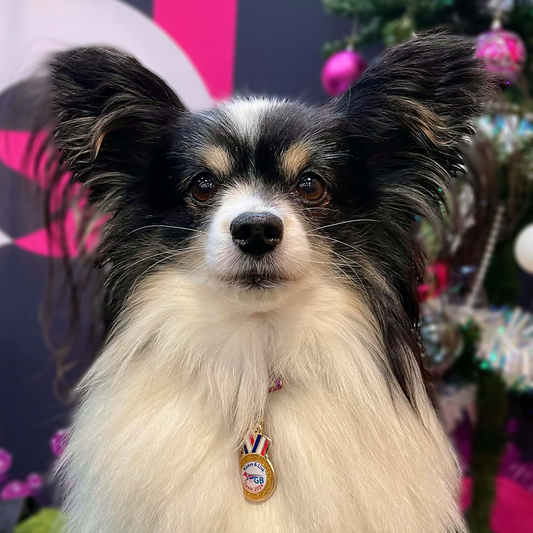 Link the Papillon Fundraising Pin!